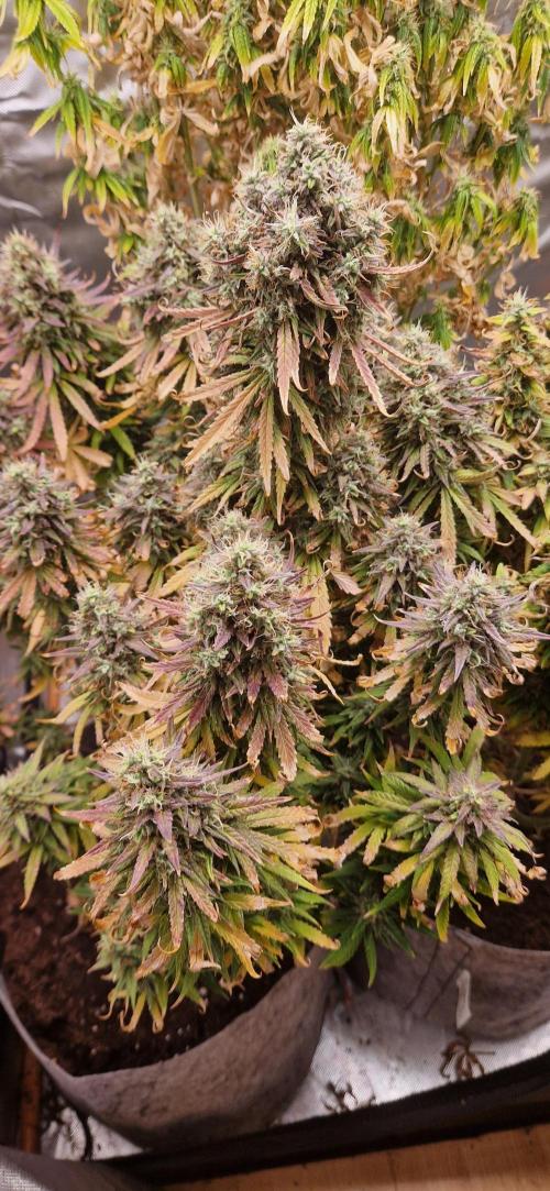 Orion F1 x Royal Critical. Week 12