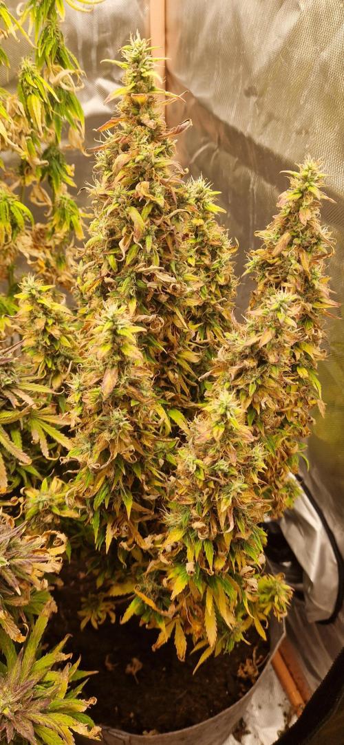Orion F1 x Royal Critical. Week 12