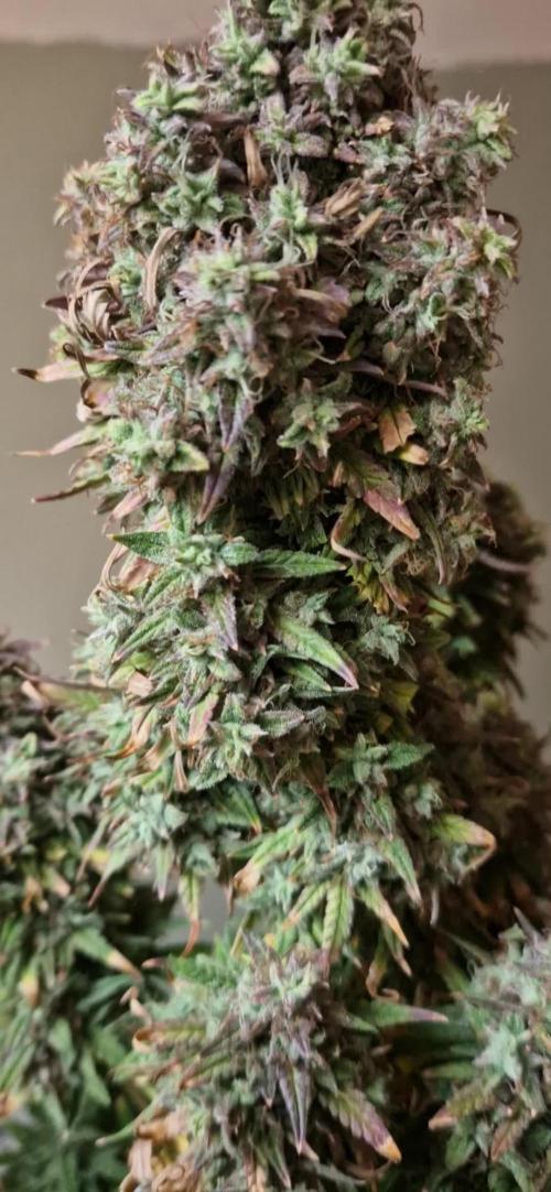 Orion F1 x Royal Critical