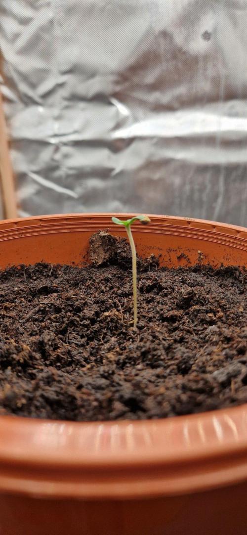 Shining Silver Haze aka SSH. Week 0