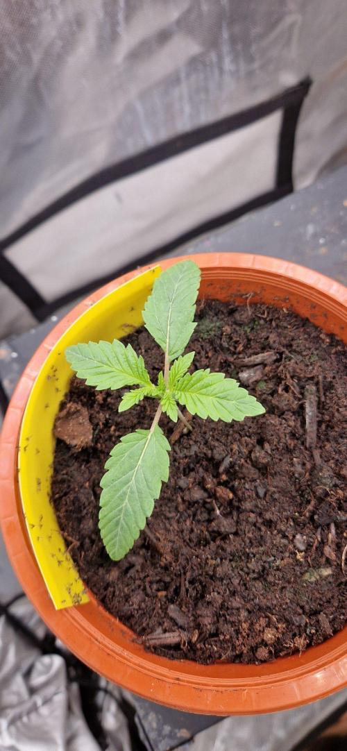 Shining Silver Haze aka SSH. Week 1