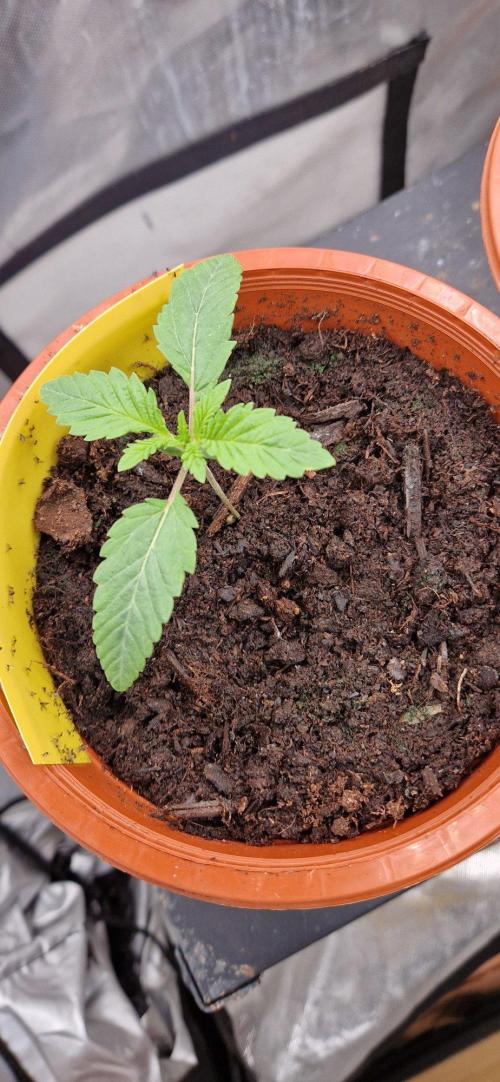 Shining Silver Haze aka SSH. Week 1