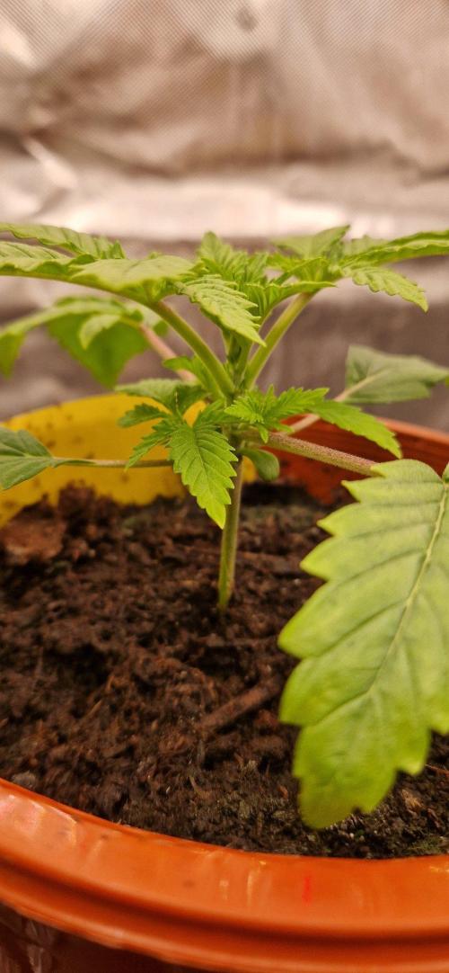 Shining Silver Haze aka SSH. Week 2