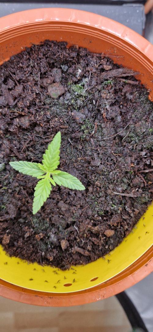 Shining Silver Haze aka SSH. Week 2