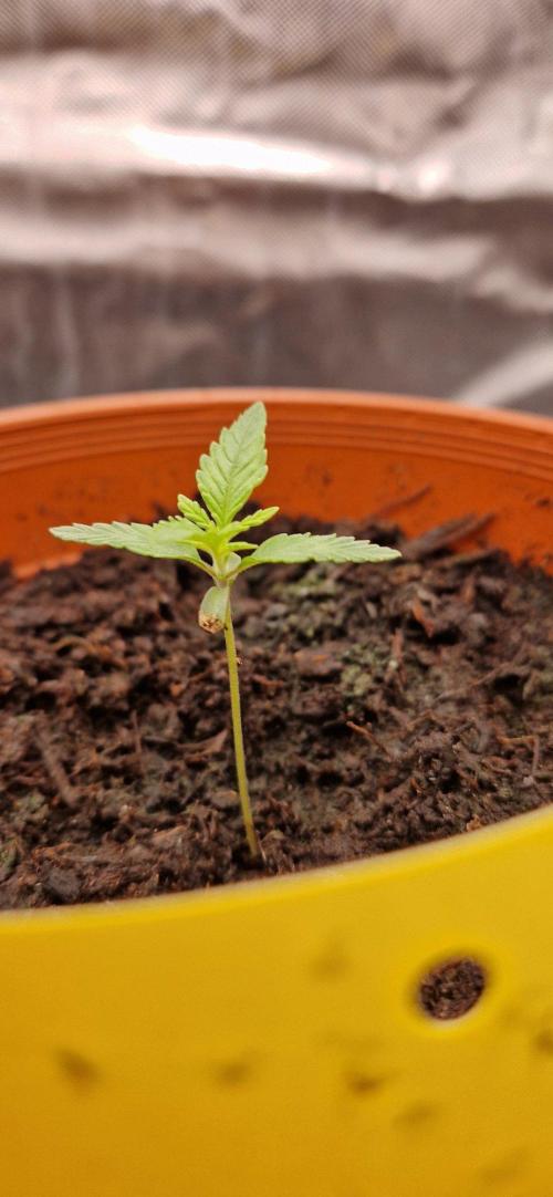 Shining Silver Haze aka SSH. Week 2