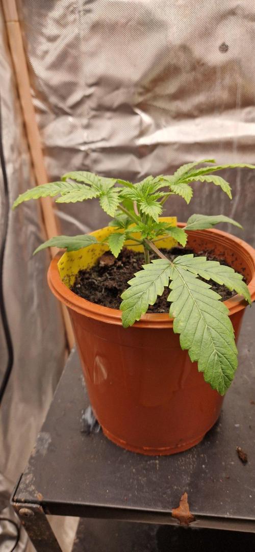 Shining Silver Haze aka SSH. Week 2