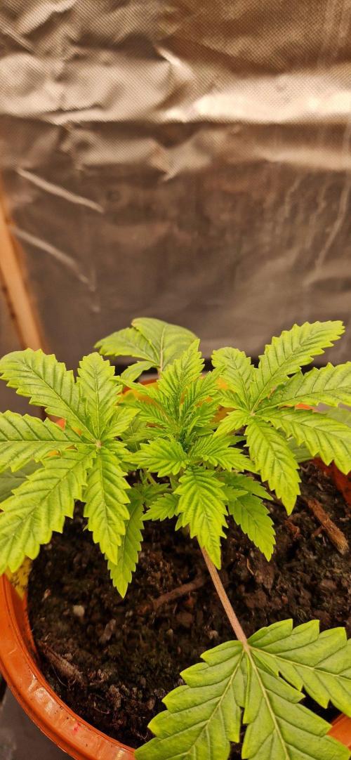 Shining Silver Haze aka SSH. Week 2