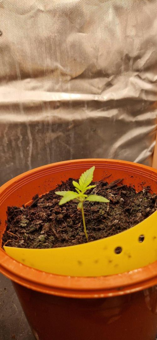 Shining Silver Haze. Week 2