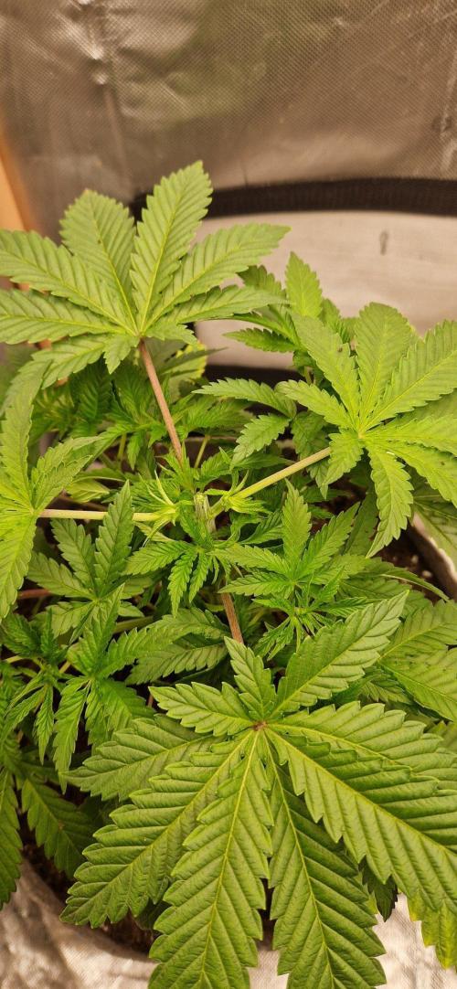 Shining Silver Haze aka SSH. Week 3