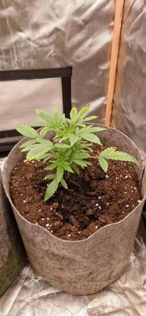 Shining Silver Haze aka SSH. Week 3