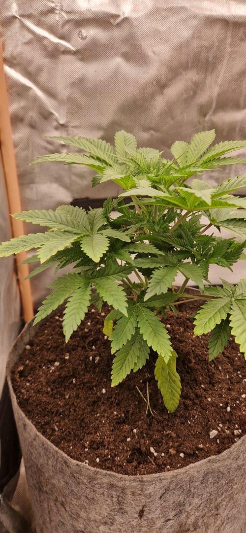 Shining Silver Haze aka SSH. Week 3
