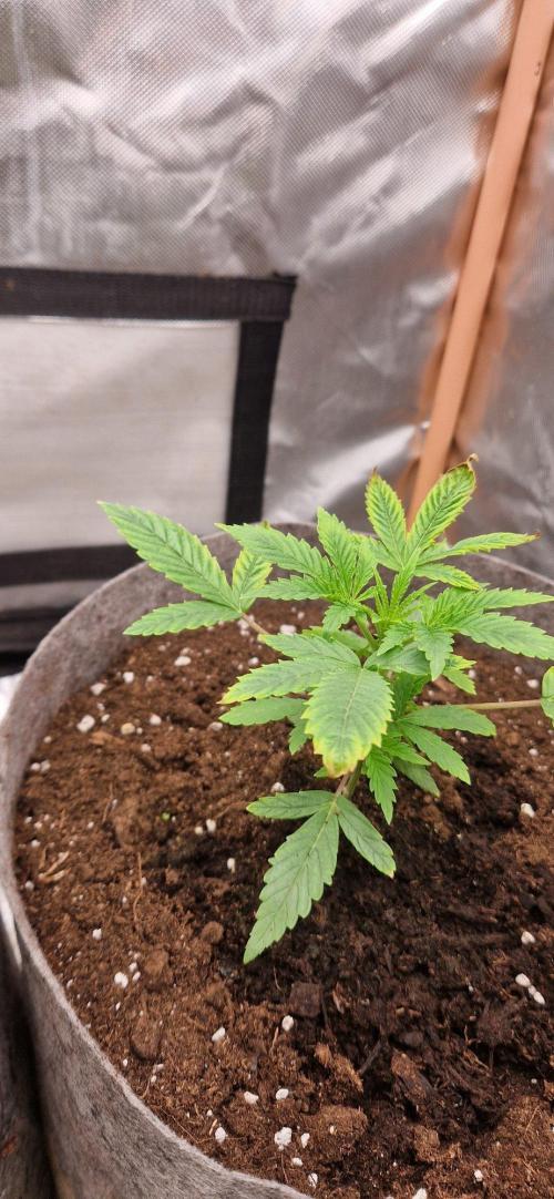 Shining Silver Haze aka SSH. Week 3
