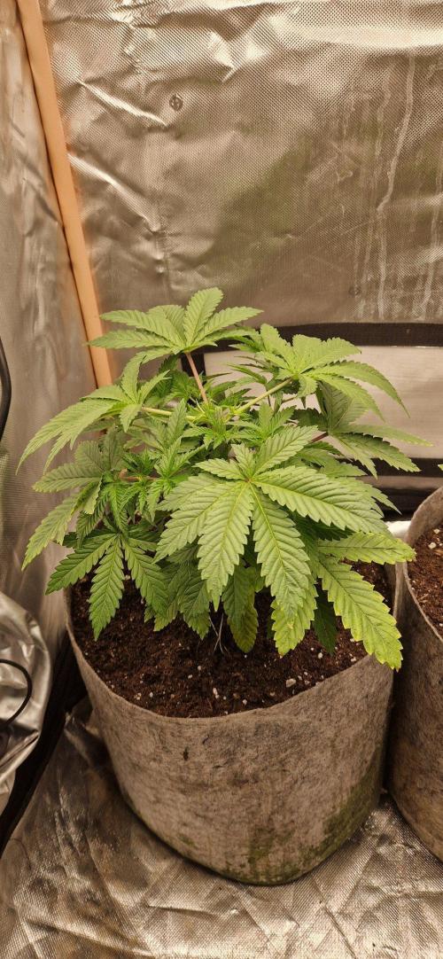 Shining Silver Haze aka SSH. Week 3