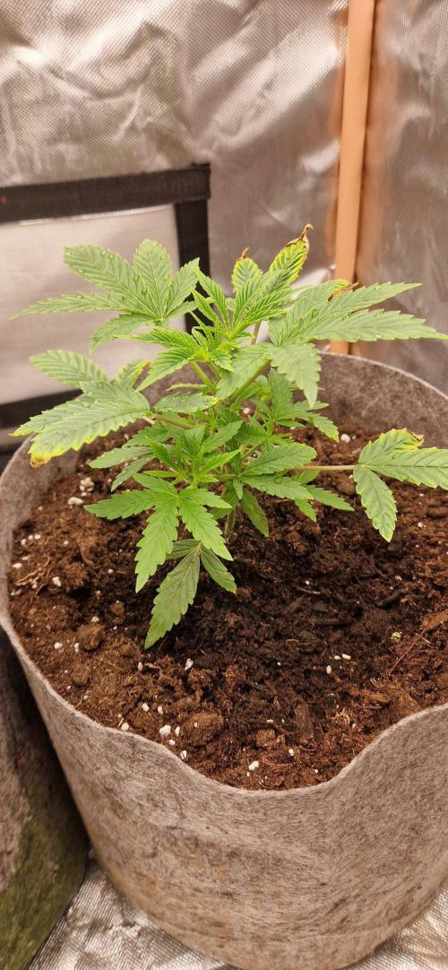 Shining Silver Haze aka SSH. Week 4