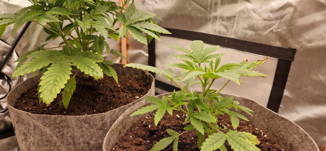 Shining Silver Haze aka SSH. Week 4