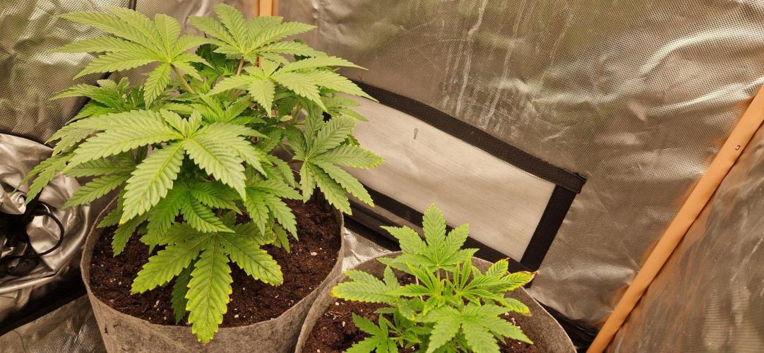 Shining Silver Haze aka SSH. Week 4