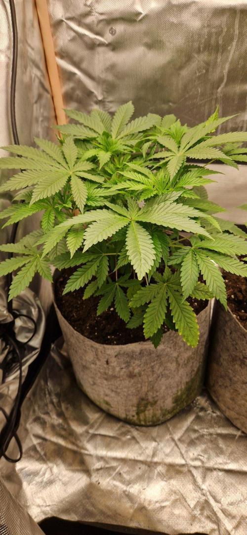 Shining Silver Haze aka SSH. Week 4
