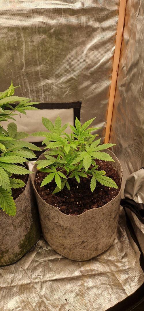 Shining Silver Haze aka SSH. Week 4