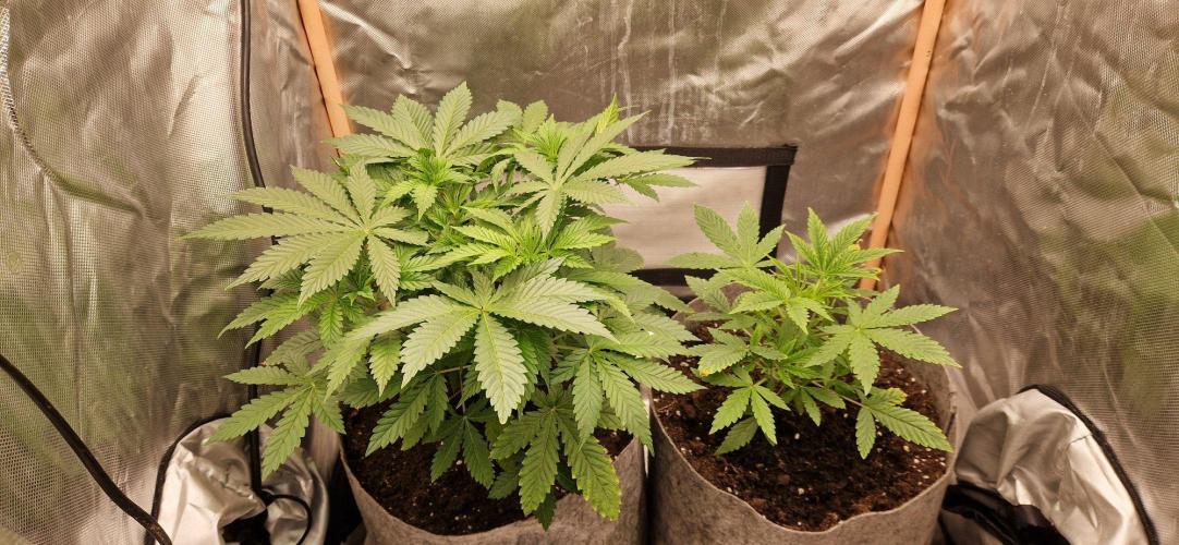 Shining Silver Haze aka SSH. Week 4
