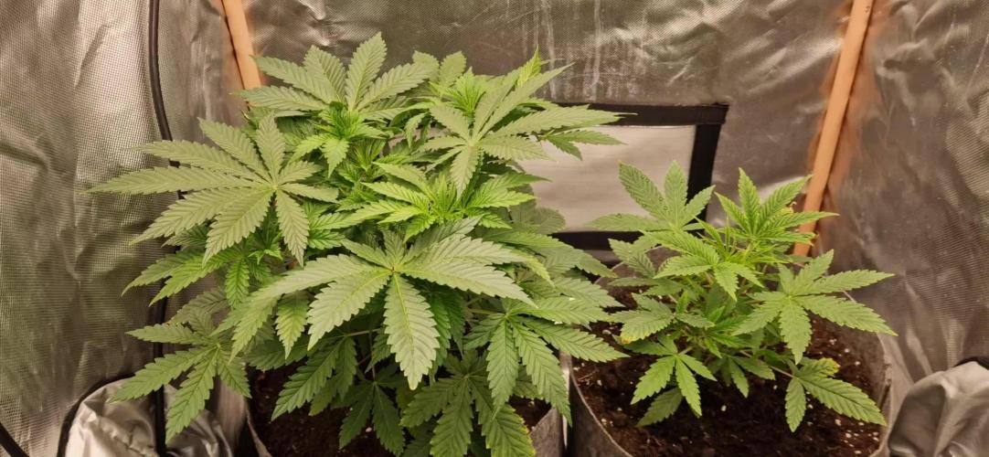 Shining Silver Haze aka SSH