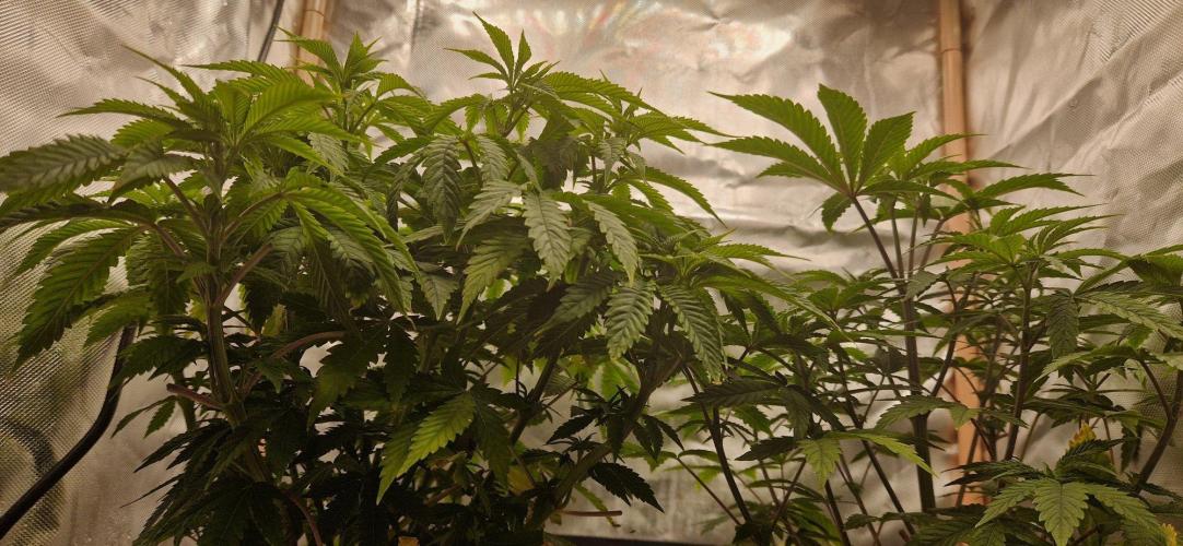 Shining Silver Haze aka SSH. Week 6
