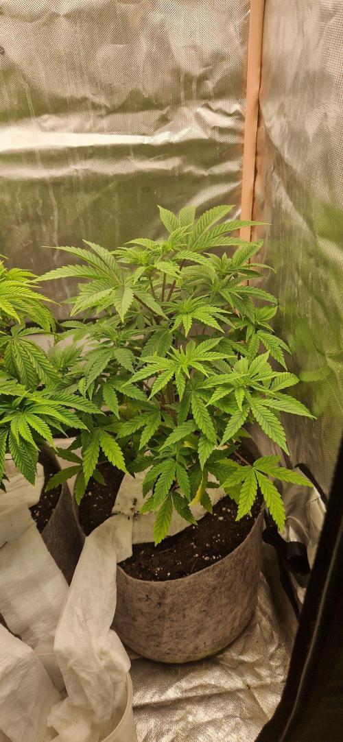 Shining Silver Haze aka SSH. Week 6