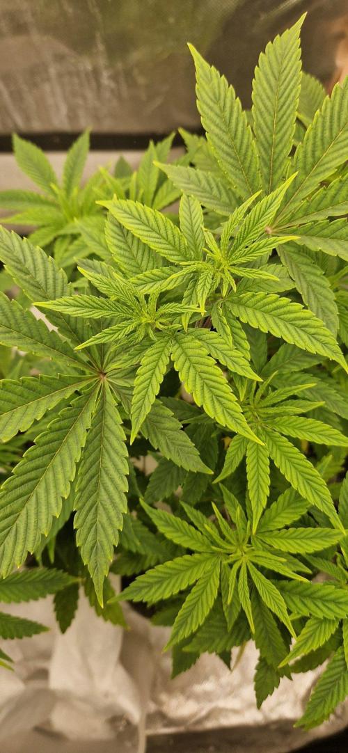 Shining Silver Haze aka SSH. Week 6