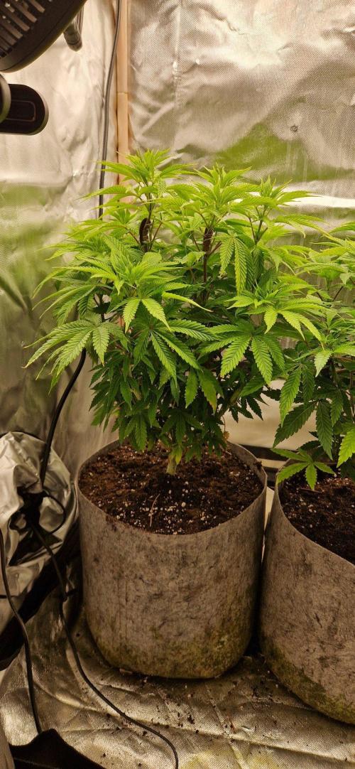 Shining Silver Haze aka SSH. Week 7