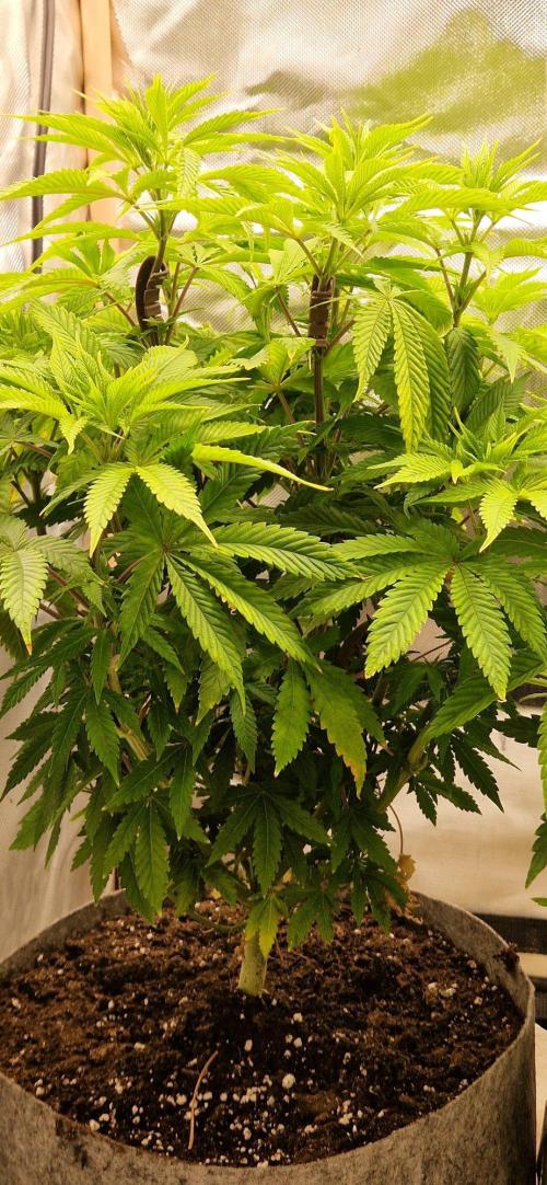 Shining Silver Haze aka SSH. Week 7