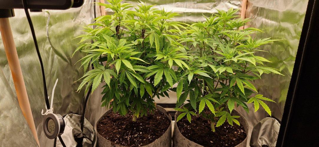 Shining Silver Haze aka SSH. Week 7