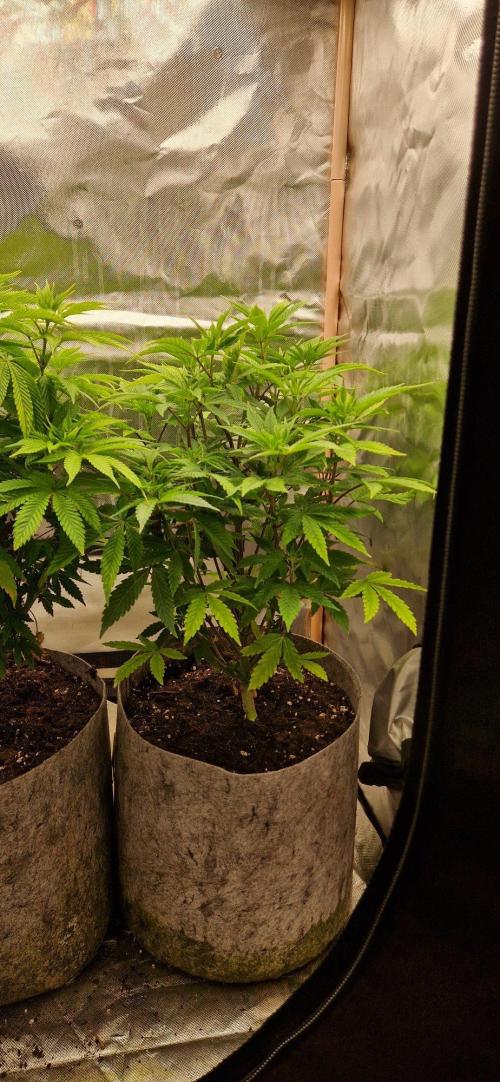 Shining Silver Haze aka SSH. Week 7