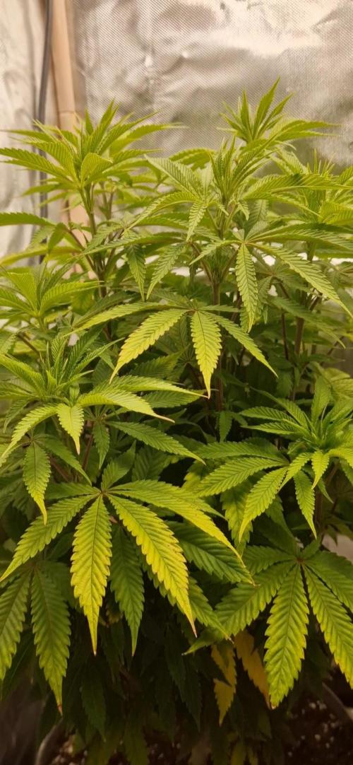 Shining Silver Haze aka SSH. Week 8