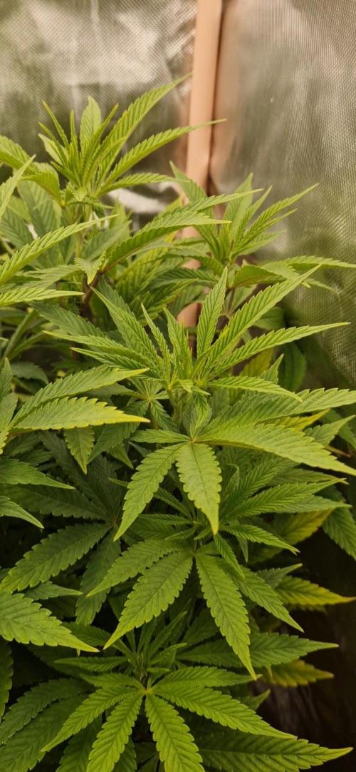 Shining Silver Haze. Week 8