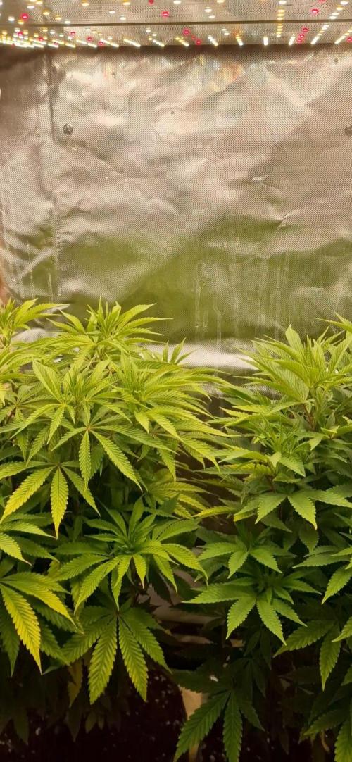 Shining Silver Haze aka SSH. Week 8