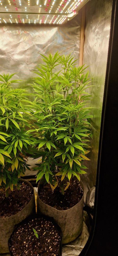 Shining Silver Haze aka SSH. Week 9