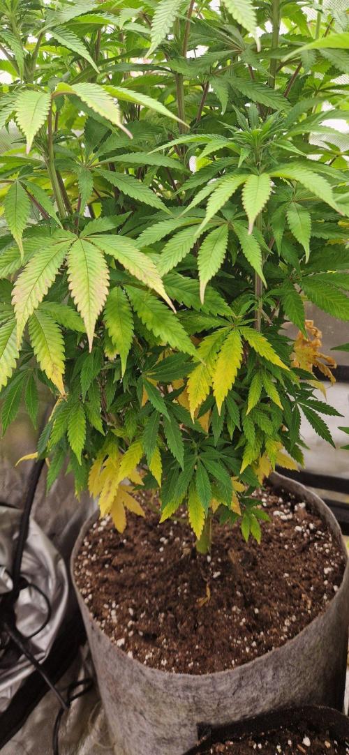 Shining Silver Haze aka SSH. Week 9