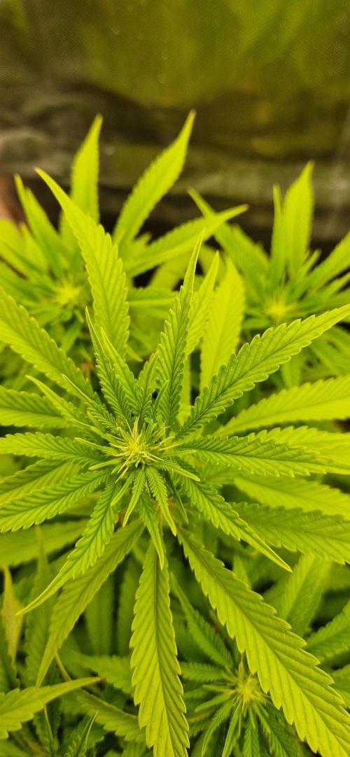 Shining Silver Haze aka SSH. Week 9
