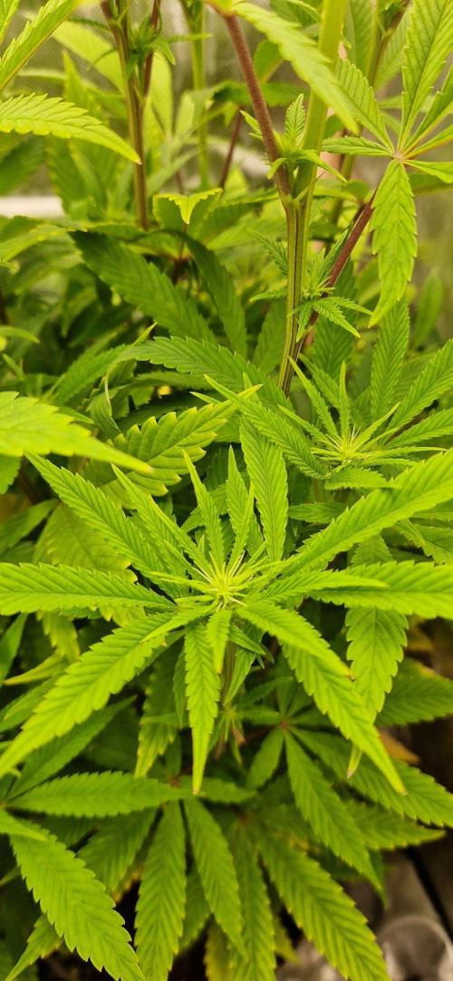 Shining Silver Haze aka SSH. Week 9