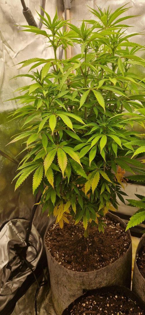 Shining Silver Haze aka SSH. Week 9