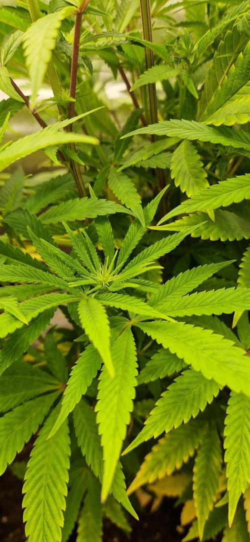 Shining Silver Haze. Week 9