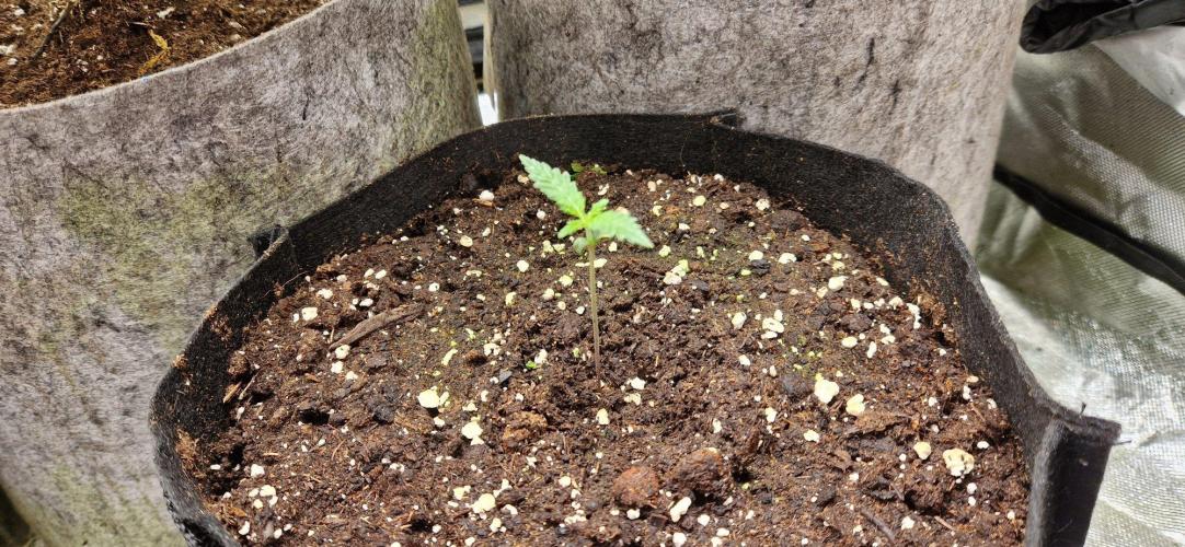 RQS White Widow. Week 2