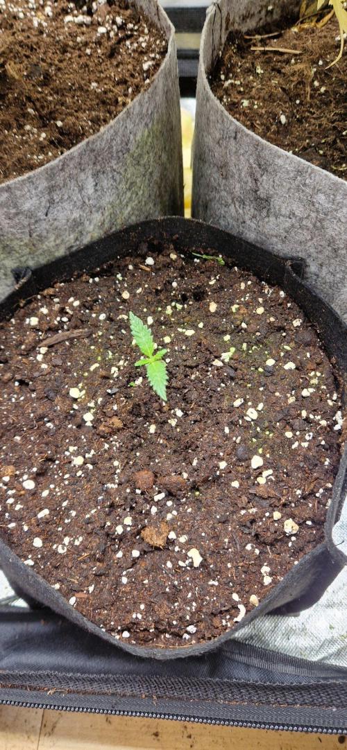 RQS White Widow. Week 2