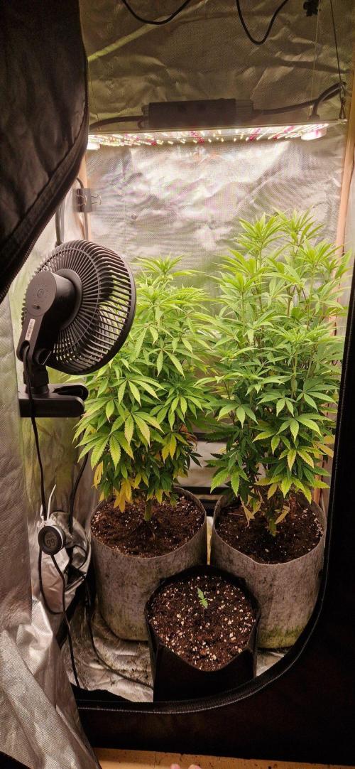 RQS White Widow. Week 2