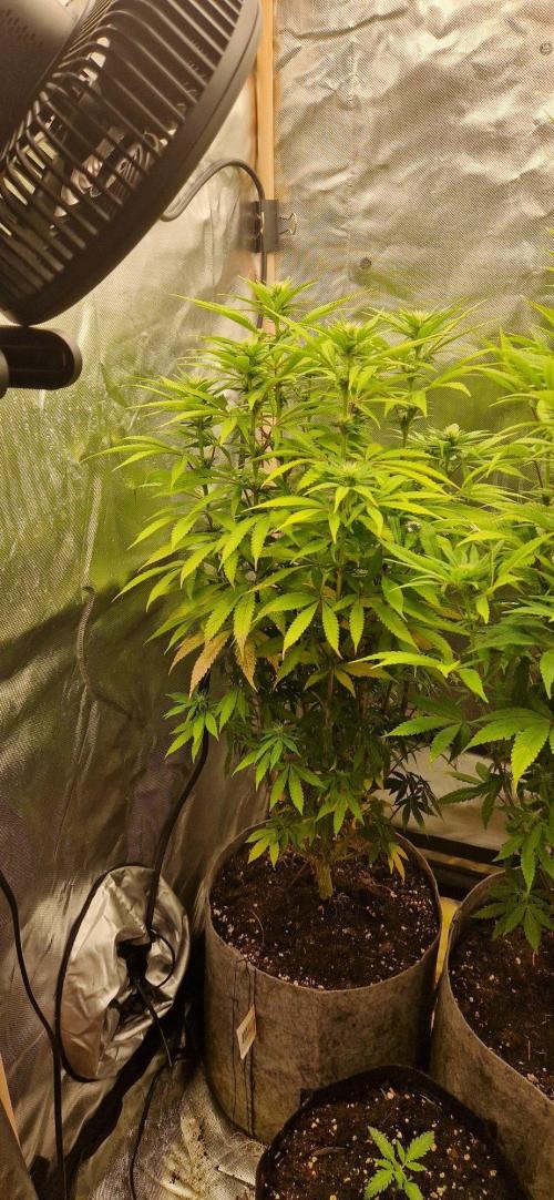 Shining Silver Haze aka SSH. Week 10