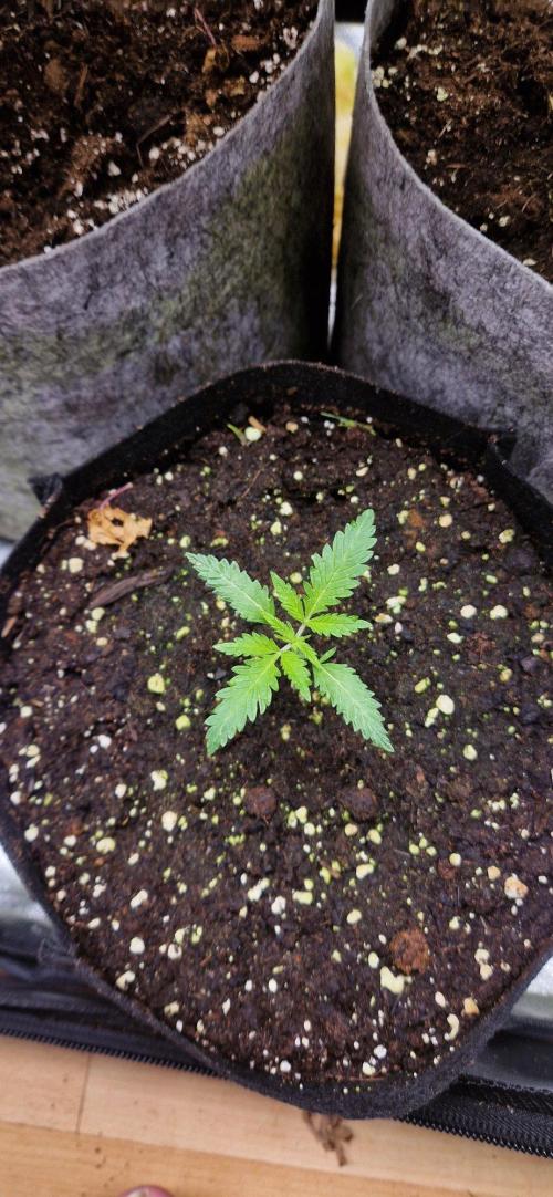 RQS White Widow. Week 3