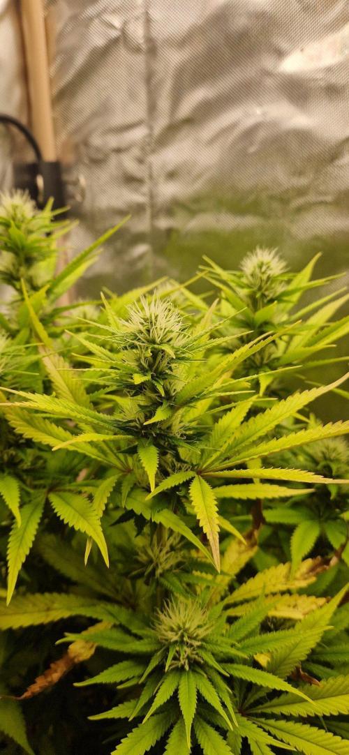 Shining Silver Haze aka SSH. Week 11