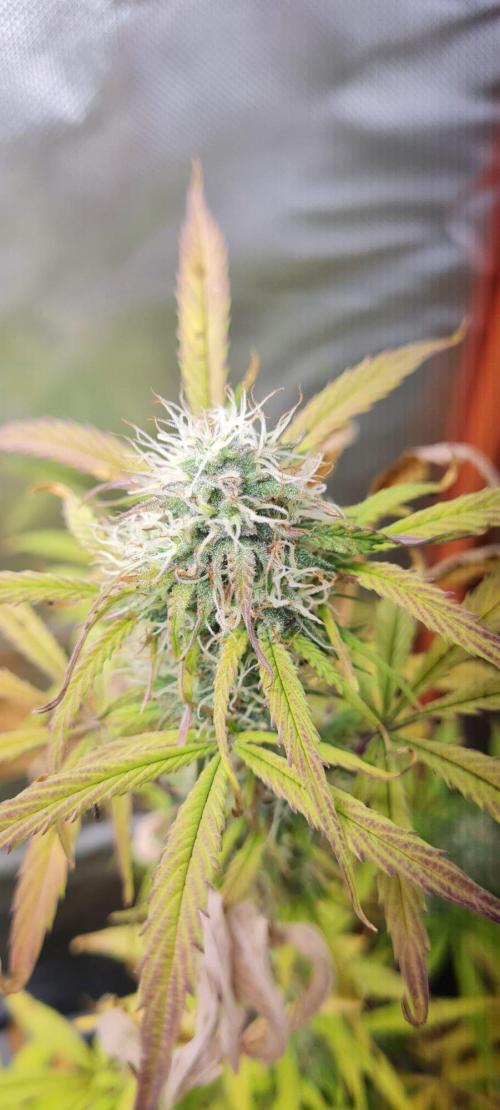 RQS Watermelon Auto. Week 14