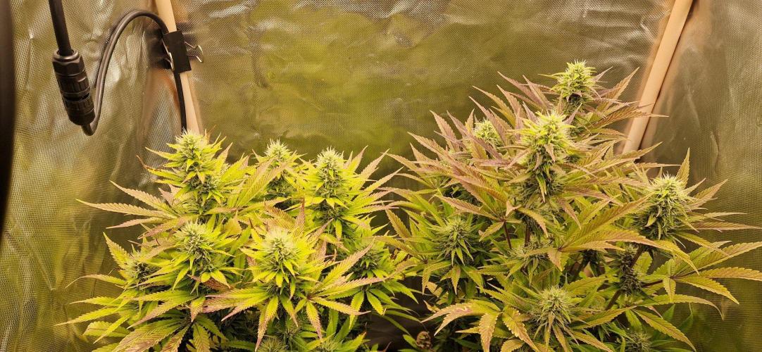 RQS Shining Silver Haze aka SSH. Week 12
