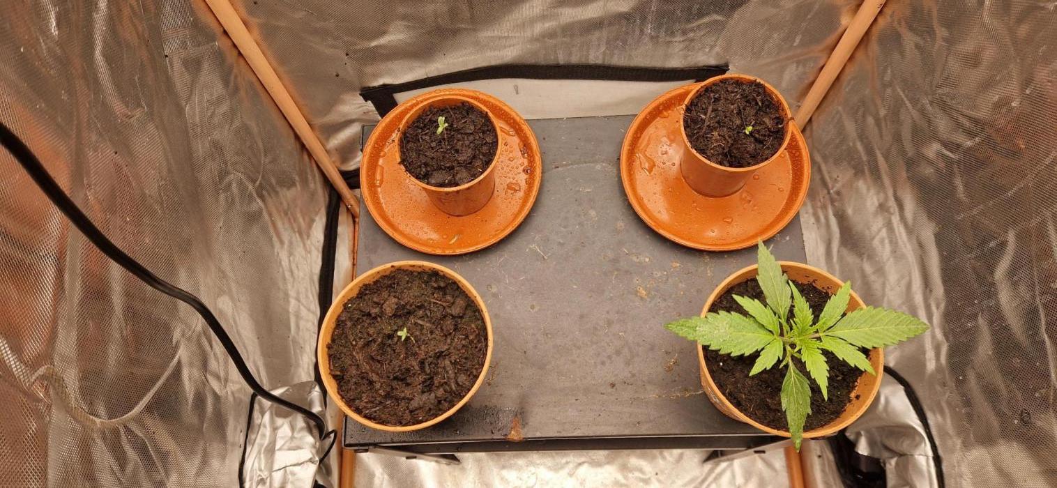 Orion F1 x Royal Critical. Week 0 - Life find a way!