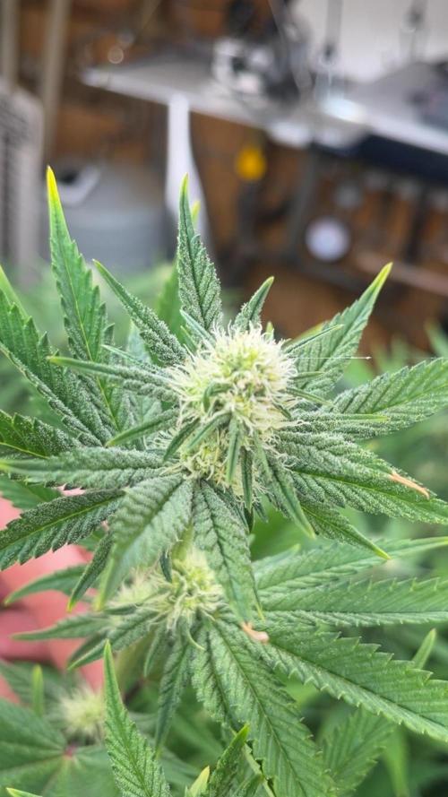 Official grow #2. Week 4 - Slurricane #7